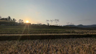 A serene sunset over a quiet village with terraced fields stretching into the distance