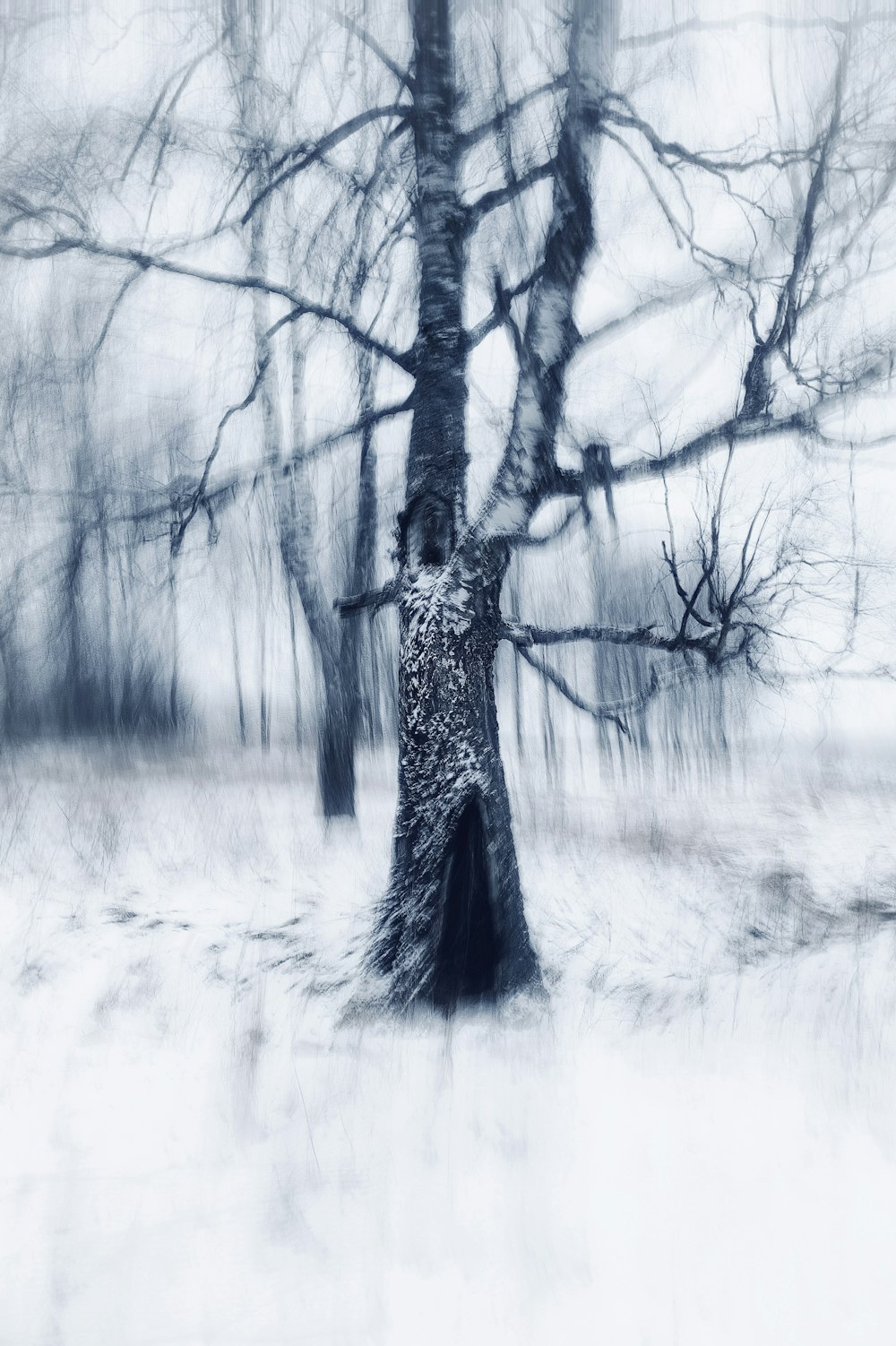 a black and white photo of a tree in the snow