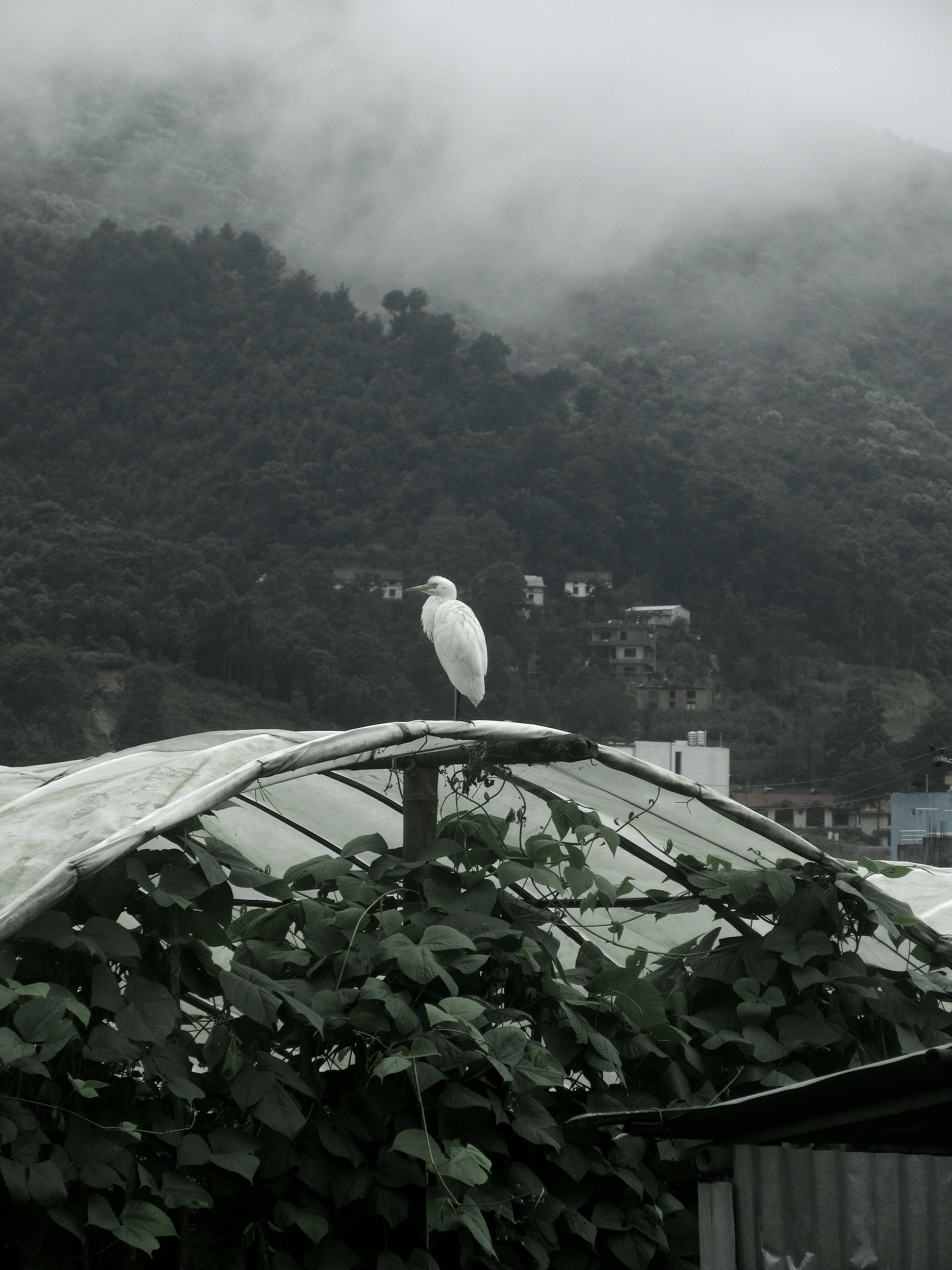 White egret perched on a curved beam above dense foliage, with misty hills in the background.