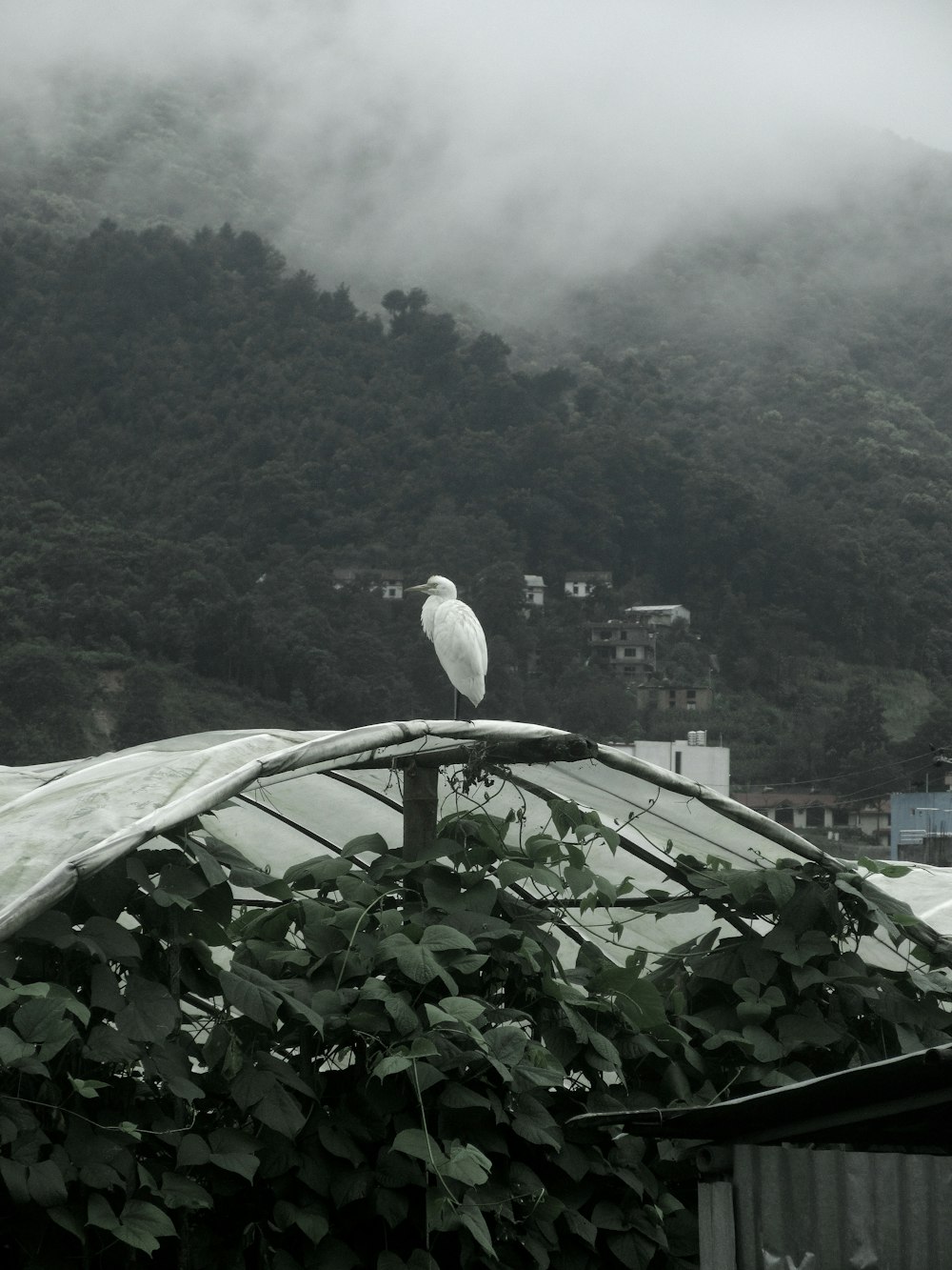 un uccello bianco seduto in cima a un tetto