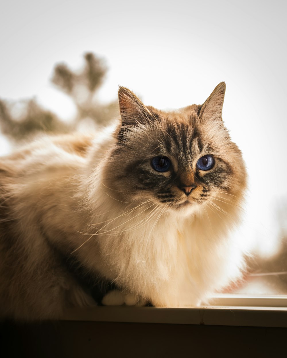 a cat sitting on a window sill looking at the camera