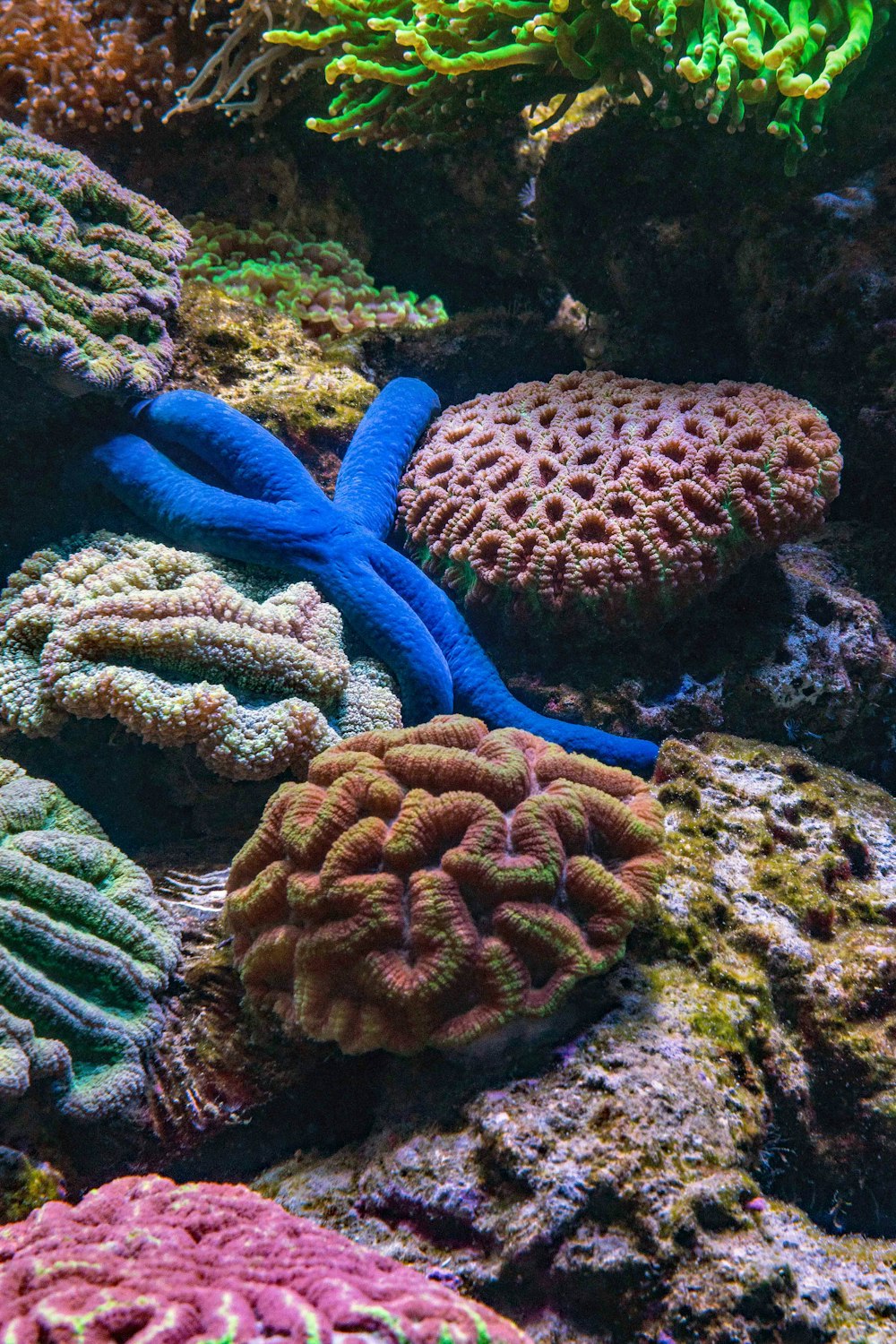 a group of colorful corals on a coral reef