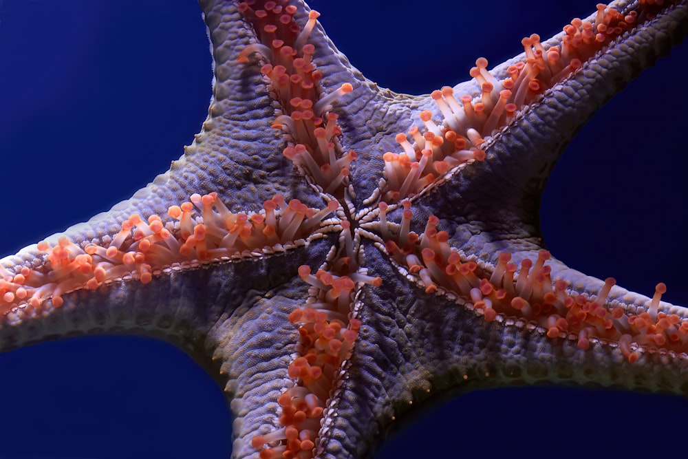 a close up of an orange and white starfish
