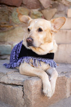 a dog wearing a sweater sitting on a rock