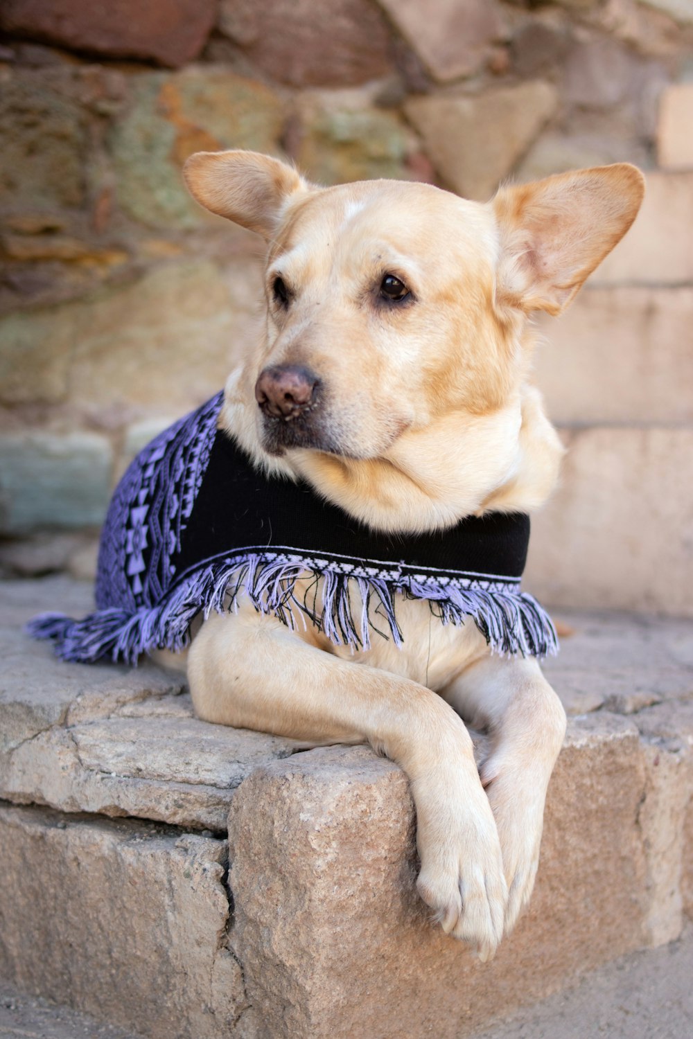 a dog wearing a sweater sitting on a rock