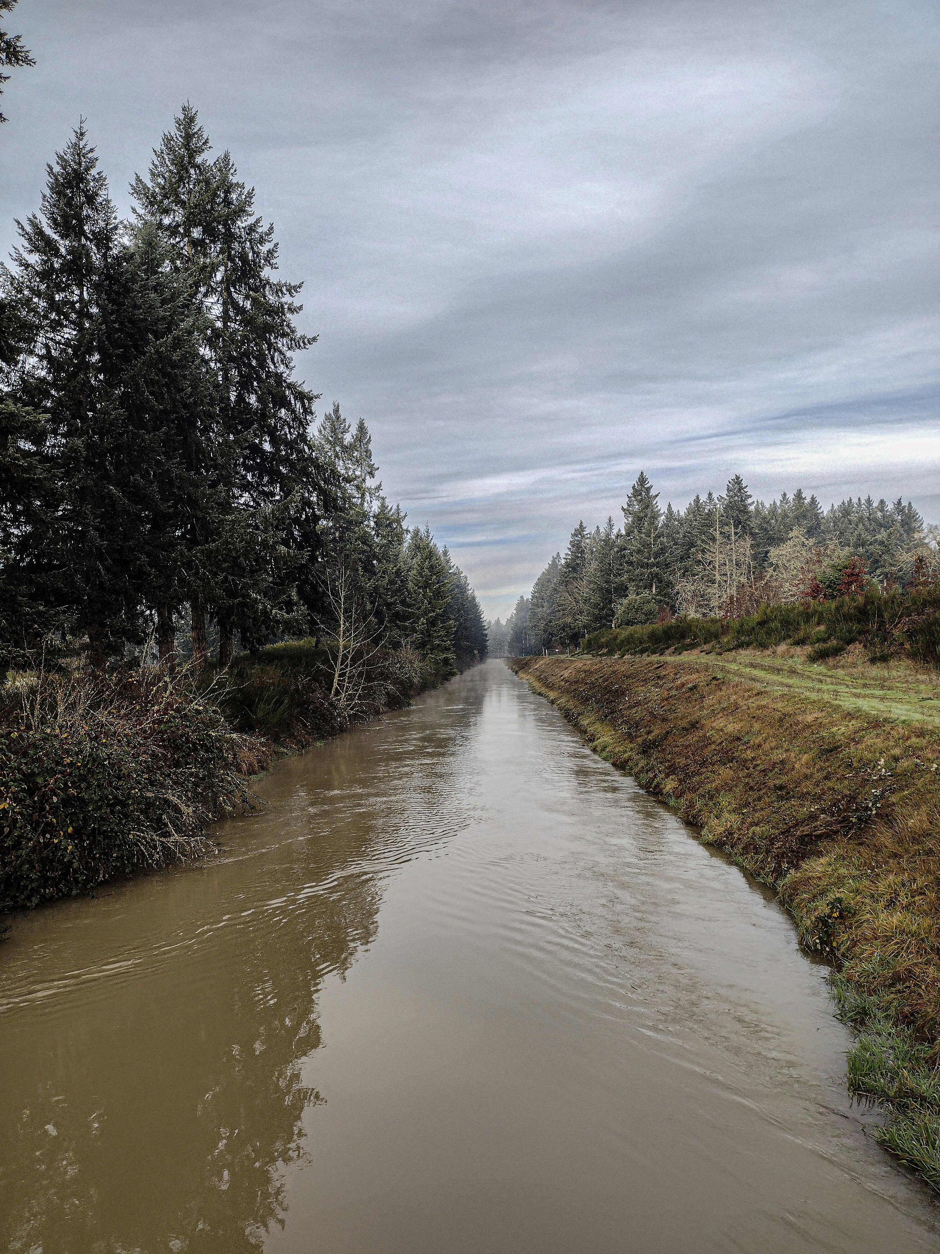 a river running through a lush green forest