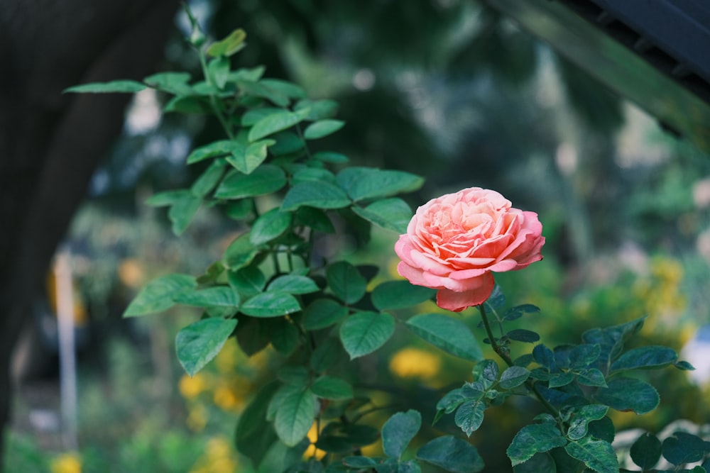 a pink rose is blooming in a garden