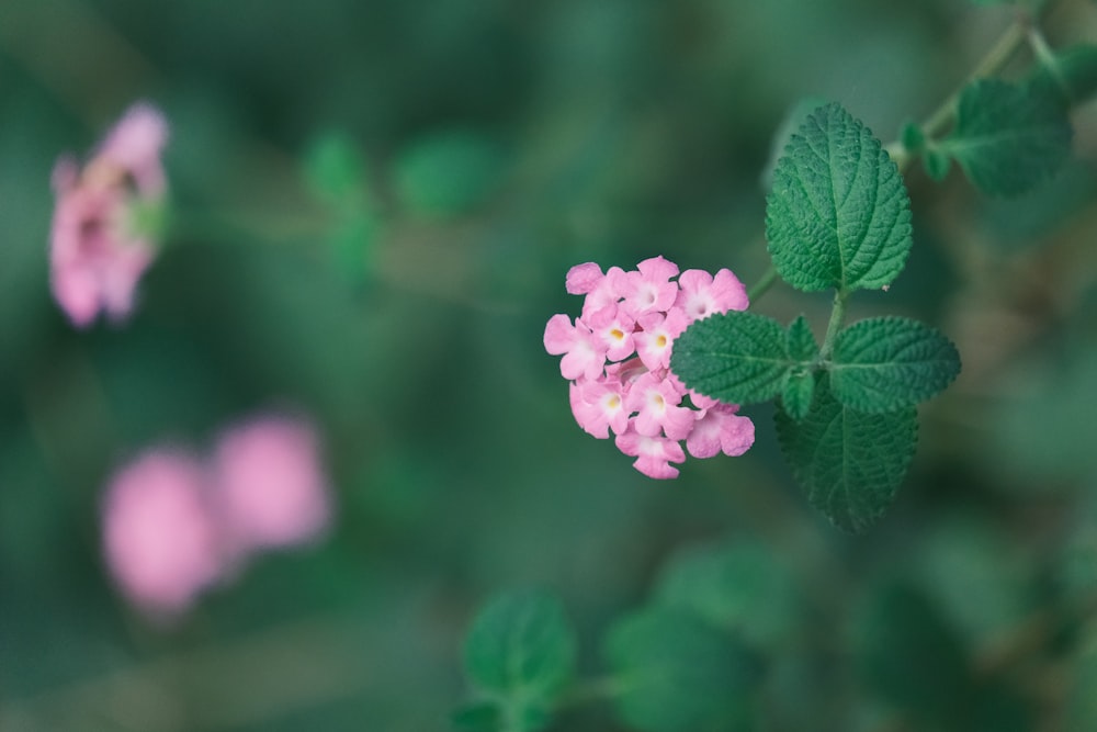 a pink flower with green leaves in the background