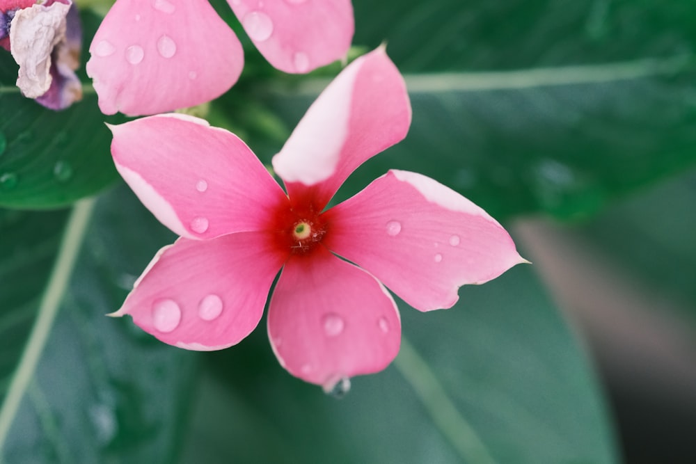 a pink flower with water droplets on it