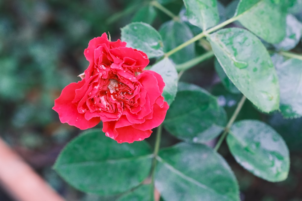 a red flower with green leaves in the background