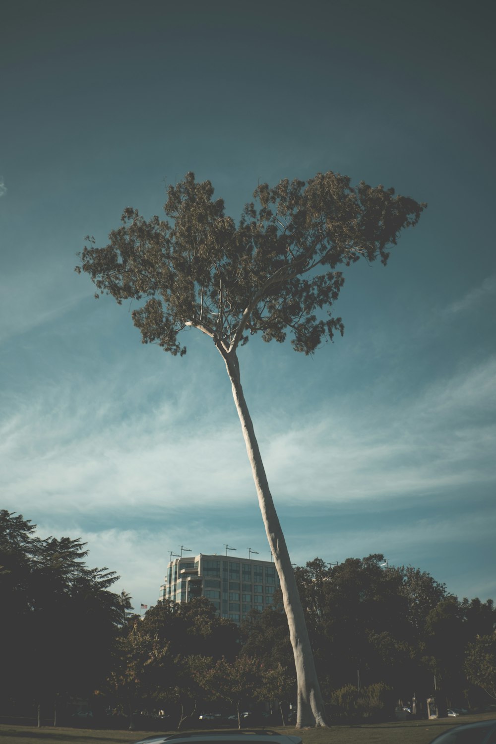 a tall tree sitting in the middle of a park