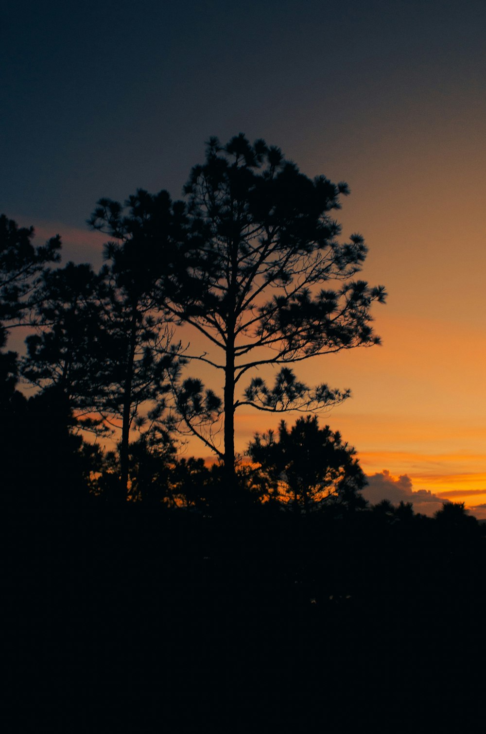 a couple of trees that are standing in the grass