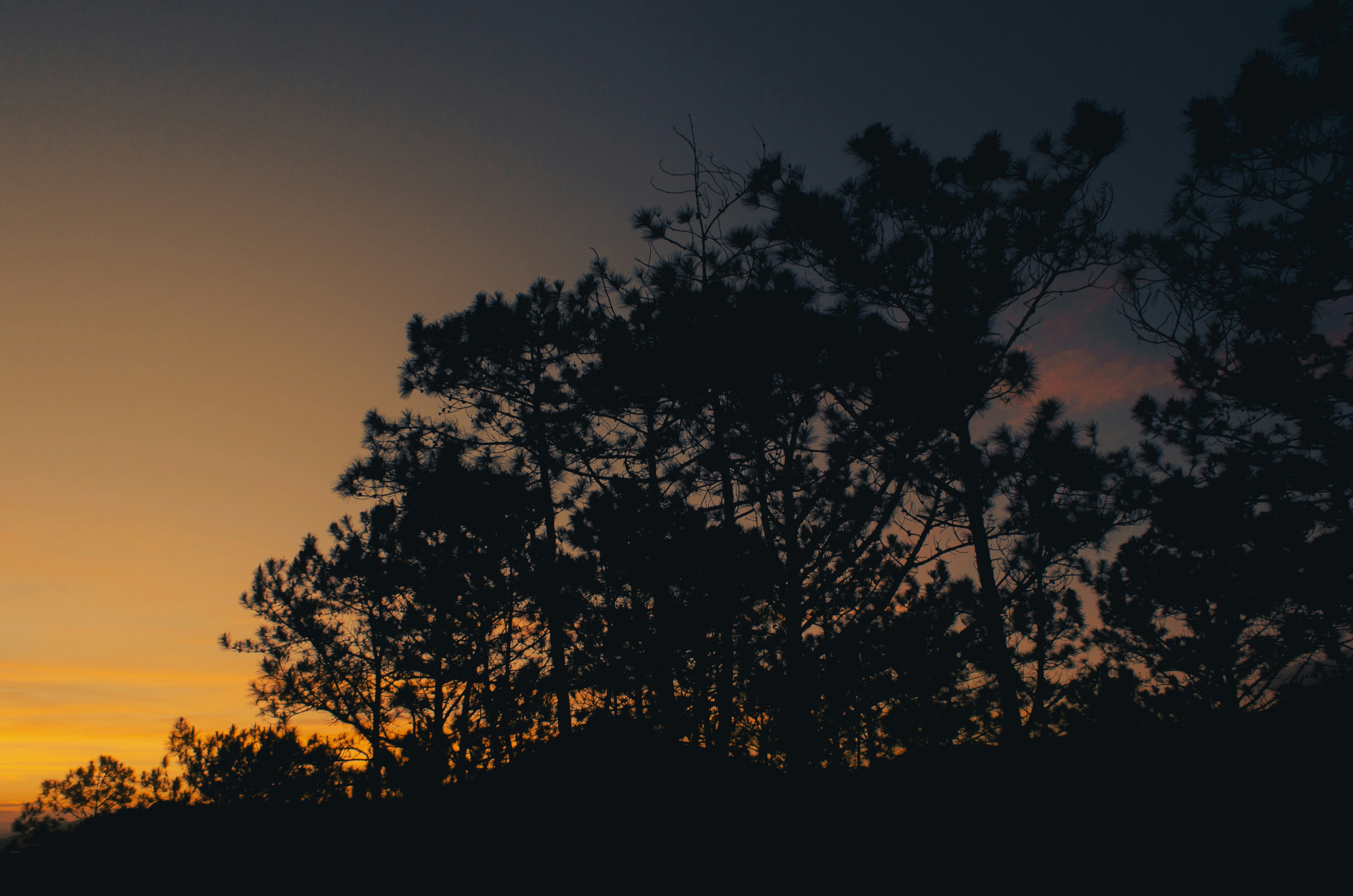la silueta de un árbol contra el cielo de una puesta de sol