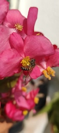 Close-up of a stingless melipona bee collecting nectar on a vibrant forest flower.
