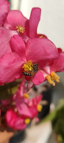 Close-up of a stingless melipona bee collecting nectar on a vibrant forest flower.