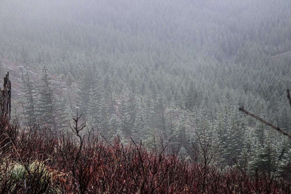 une forêt brumeuse remplie de nombreux arbres