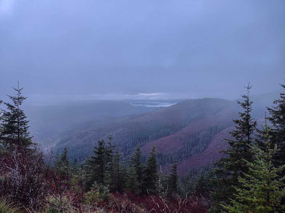 a foggy view of a mountain with trees in the foreground