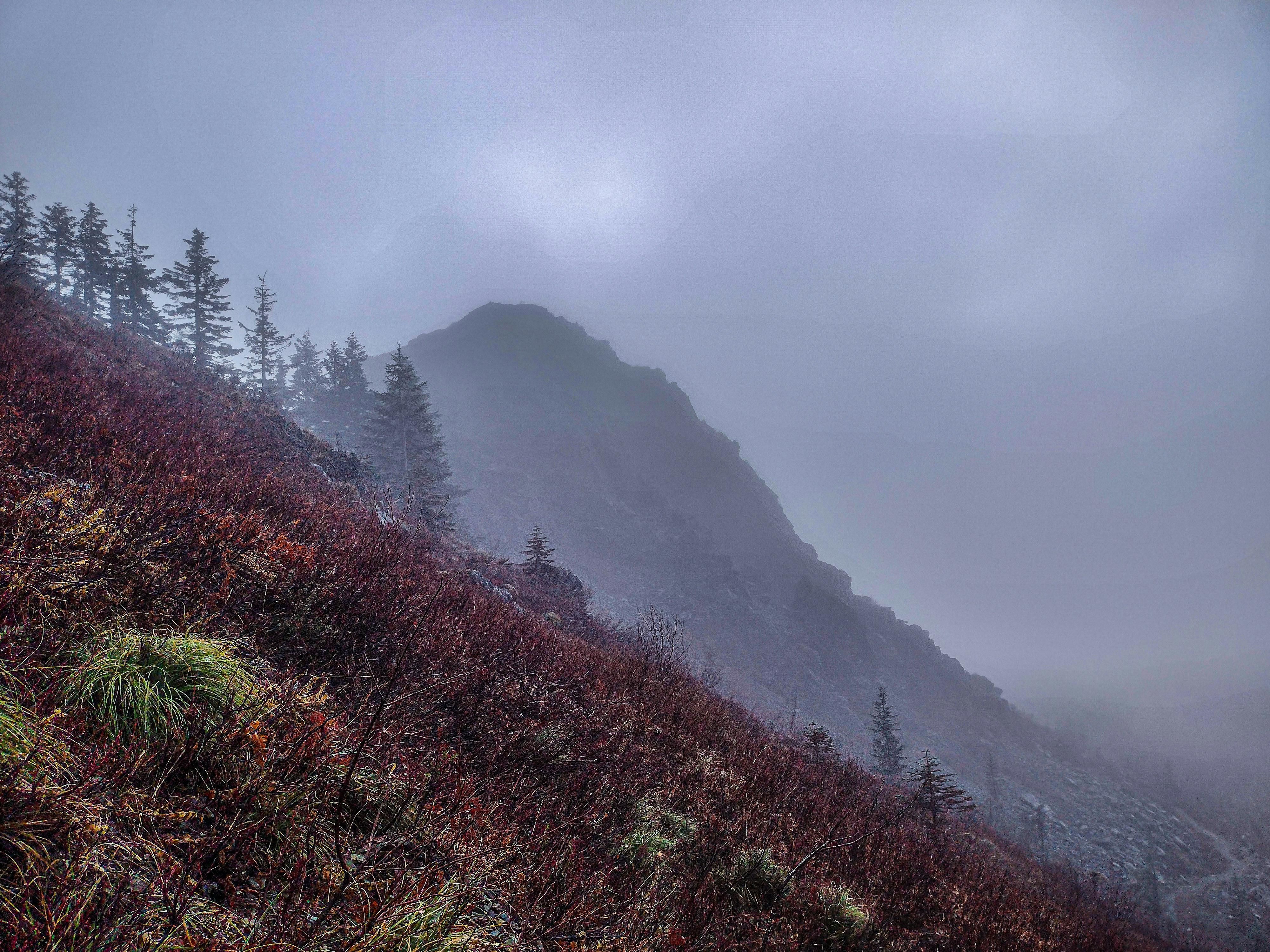 A foggy mountain with trees and bushes on the side photo – Free Forest ...