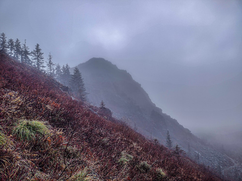 a foggy mountain with trees and bushes on the side