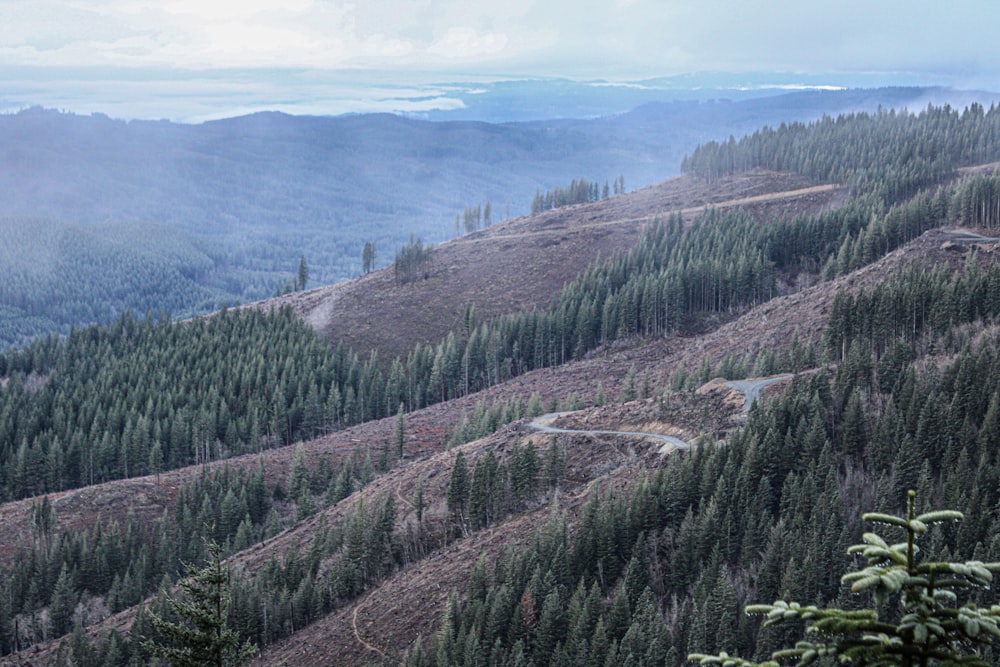 a view of a road winding through a forest