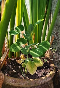 A potted plant with vibrant green stems and leaves growing in soil. Some leaves appear slightly yellowed, suggesting varying health. The plant is set against a backdrop of taller green stalks, possibly reeds or grasses, and the pot is made of a light brown material.