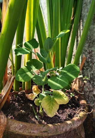 A potted plant with vibrant green stems and leaves growing in soil. Some leaves appear slightly yellowed, suggesting varying health. The plant is set against a backdrop of taller green stalks, possibly reeds or grasses, and the pot is made of a light brown material.