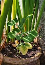 A potted plant with vibrant green stems and leaves growing in soil. Some leaves appear slightly yellowed, suggesting varying health. The plant is set against a backdrop of taller green stalks, possibly reeds or grasses, and the pot is made of a light brown material.