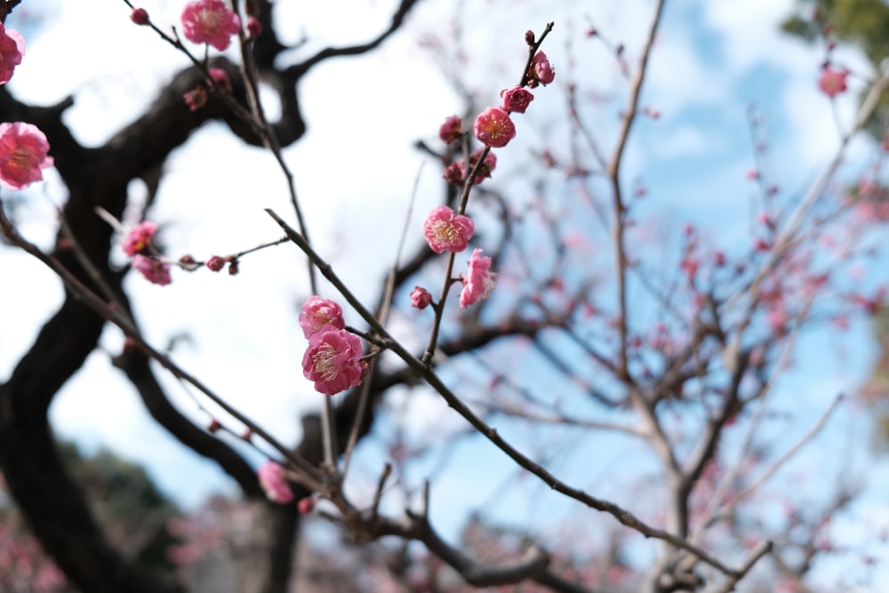 a branch of a tree with pink flowers