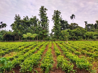 a large field of crops with trees in the background