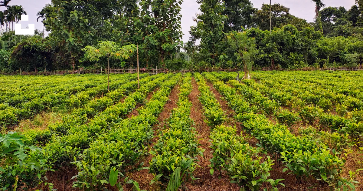 A large field of crops with trees in the background photo – Free ...