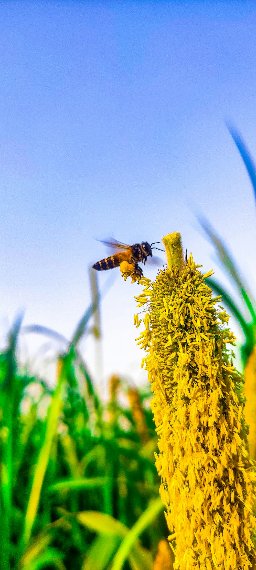 a bee flying over a yellow flower in a field