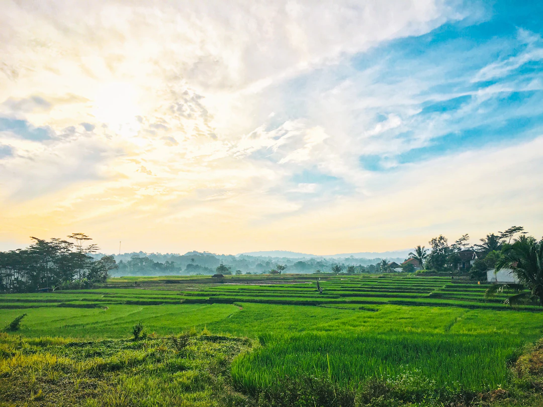 Tanah Sawah 700 m², Tembalang