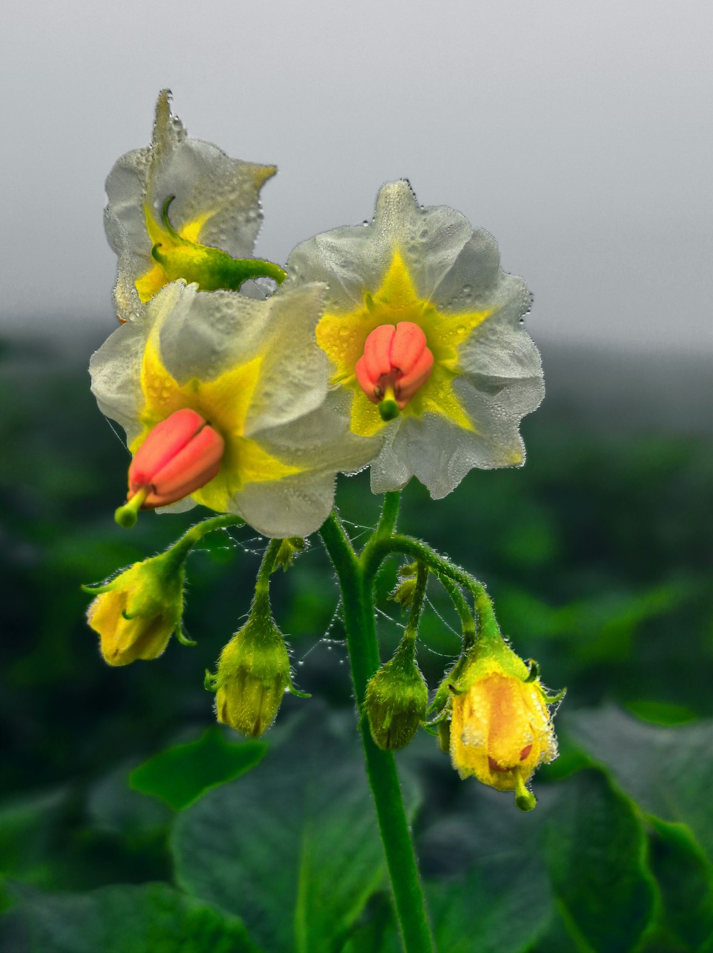 a close up of a flower with a blurry background