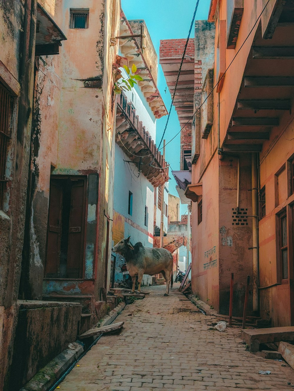 a cow standing in an alley between two buildings