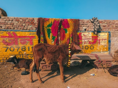 A brown calf wearing a garland stands in front of a brick wall with bright yellow and red painted advertisements. A colorful cloth hangs over the wall, and another cow is lying down nearby. The scene suggests a rural setting under a clear blue sky.