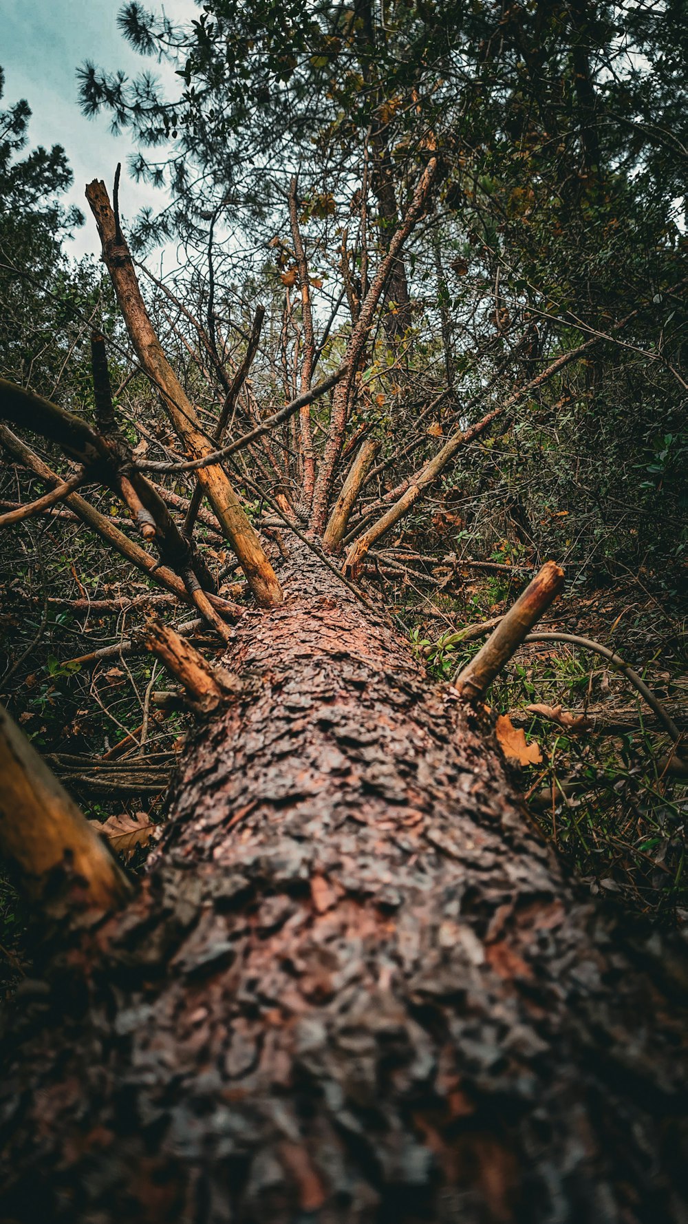 a fallen tree in the middle of a forest