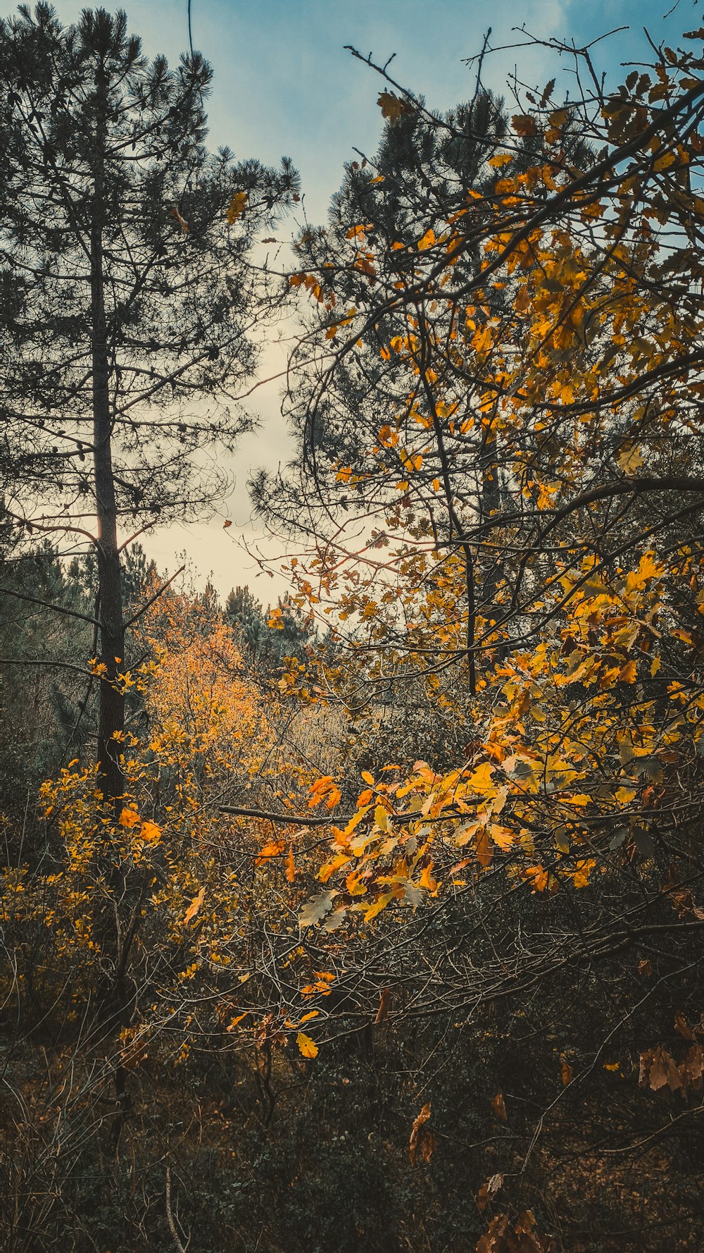 une forêt remplie de nombreux arbres couverts de feuilles jaunes