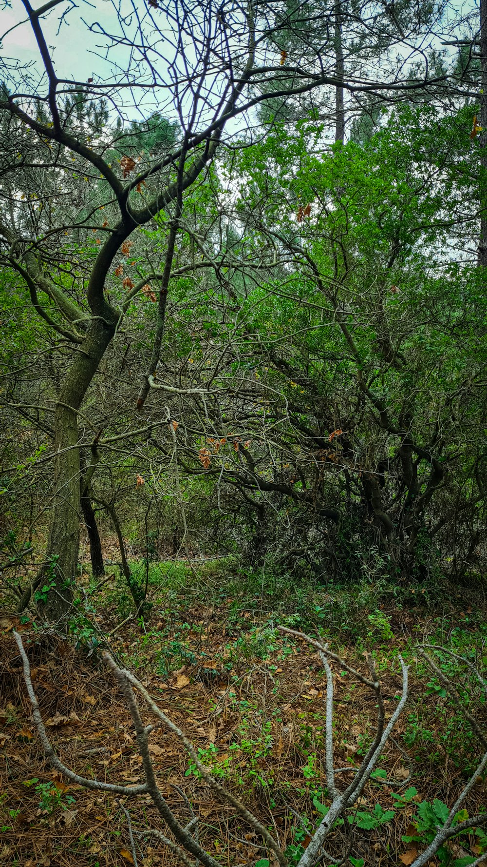 Une forêt remplie de beaucoup d’arbres et de feuilles