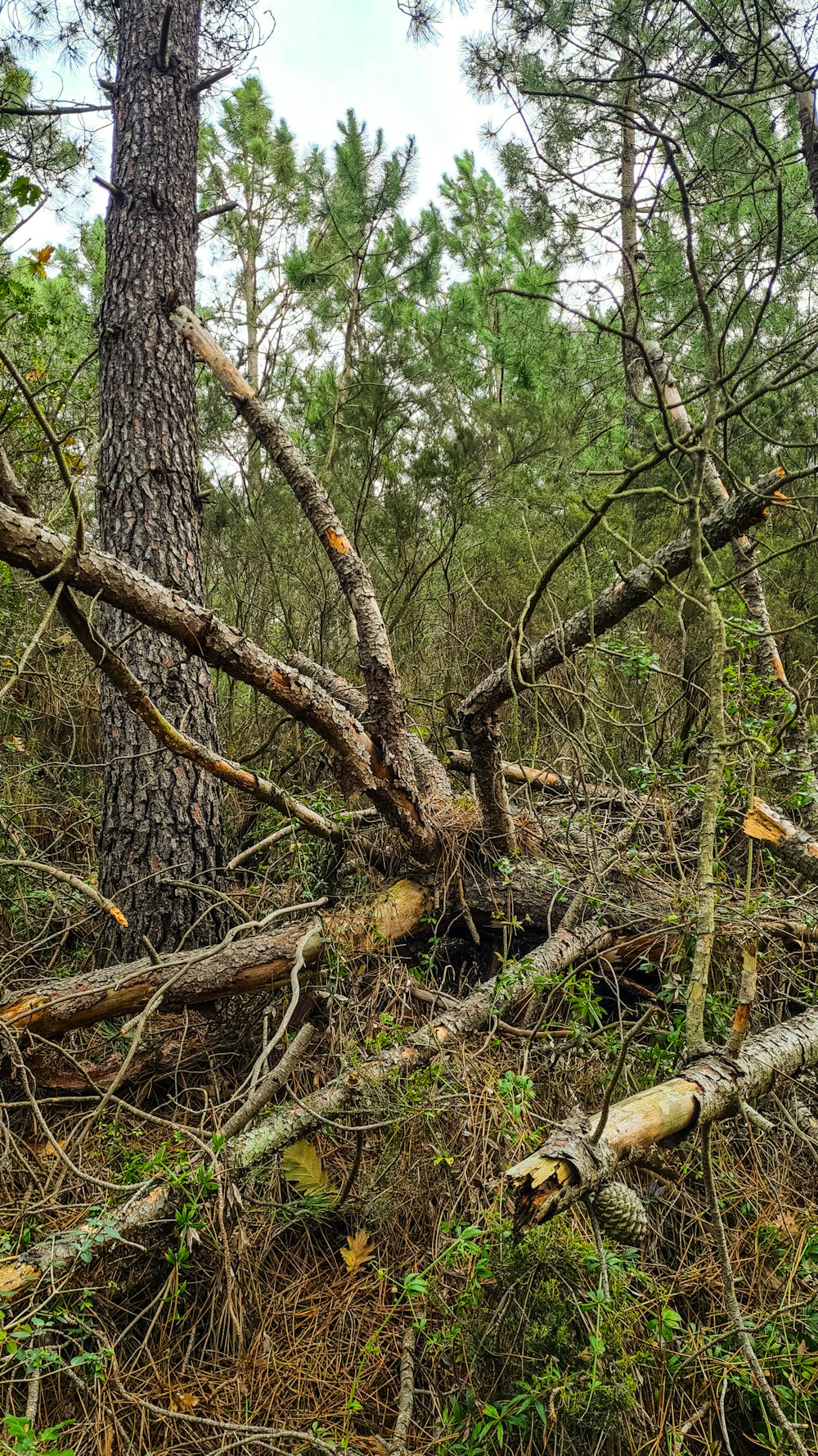 a bunch of trees that are in the woods