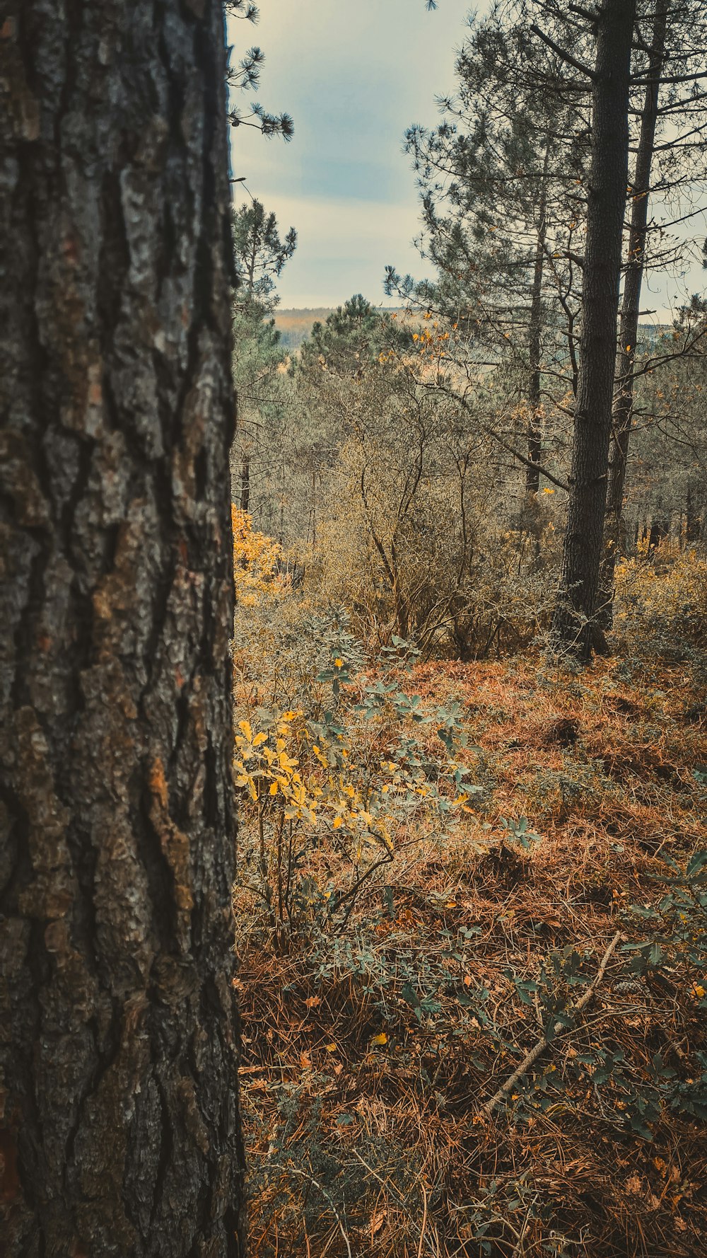 a view of a wooded area from a distance