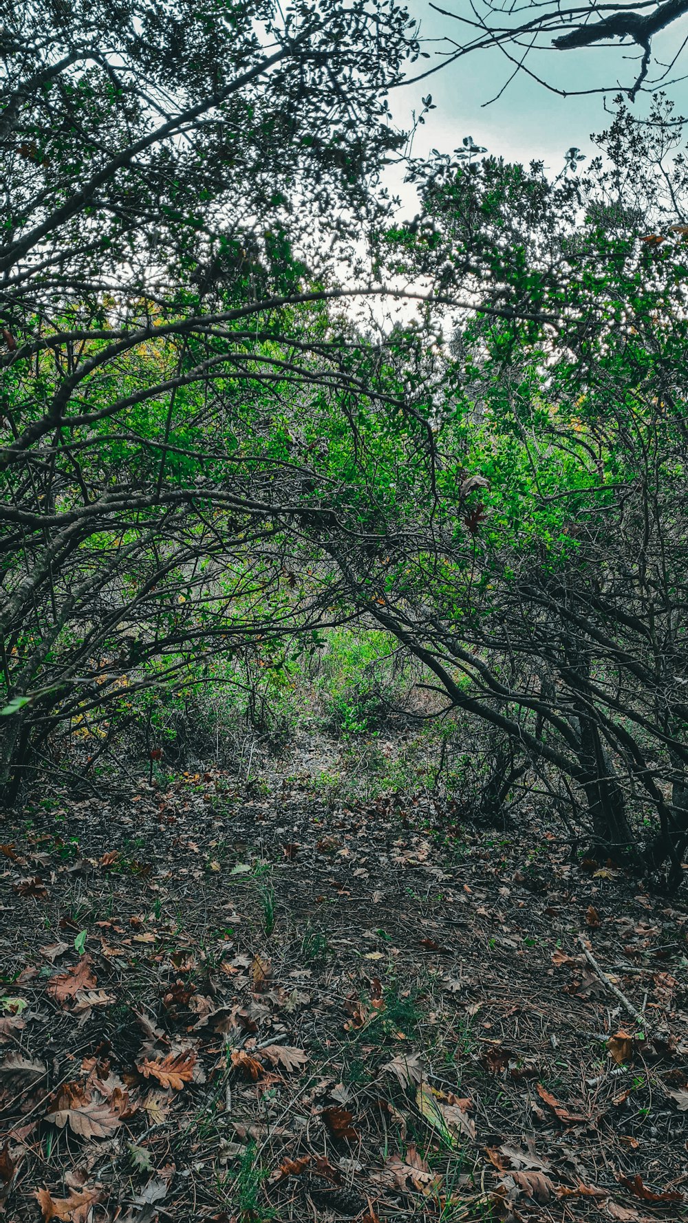 Une forêt remplie de beaucoup d’arbres et de feuilles