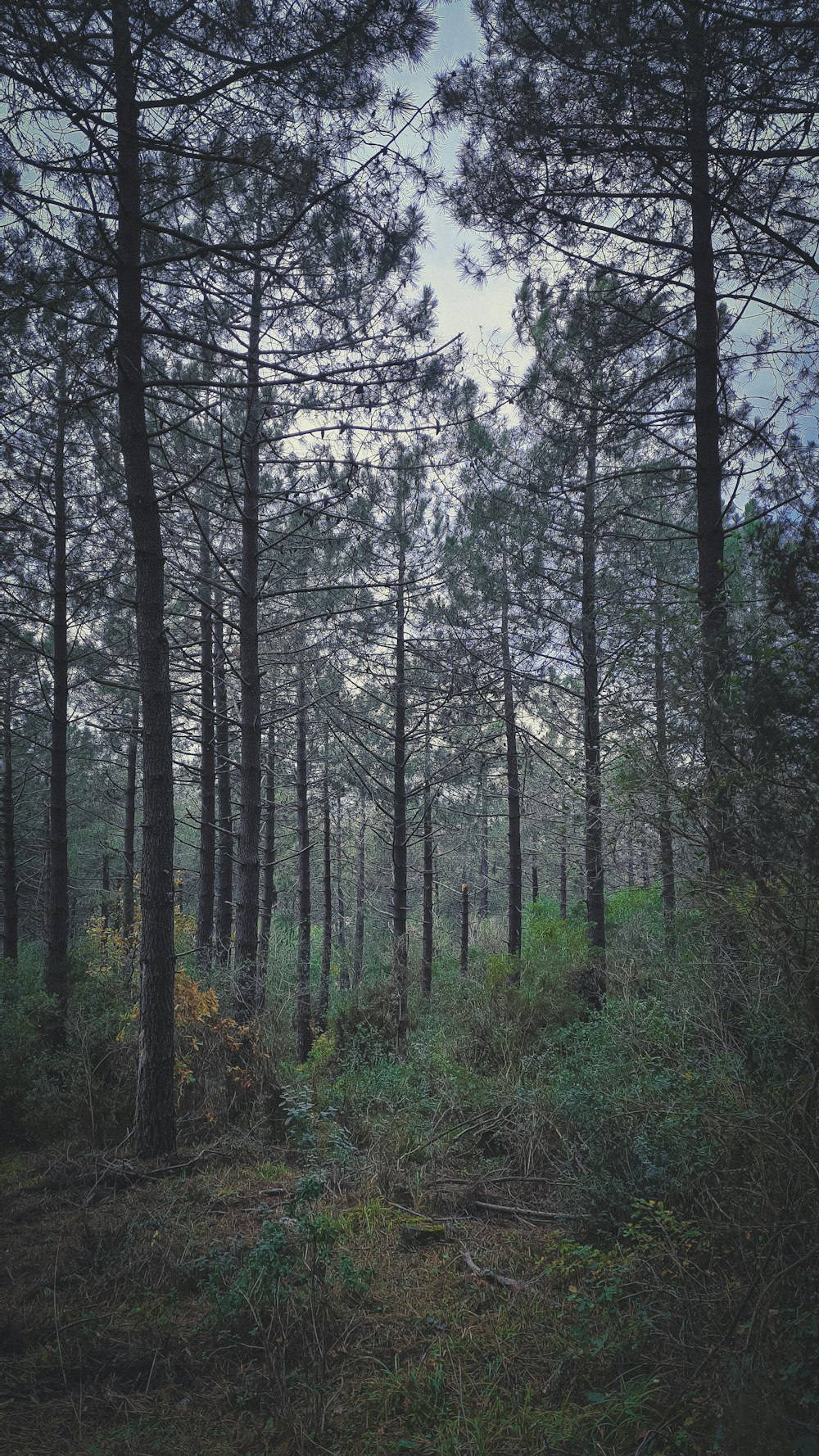 une forêt remplie de grands pins