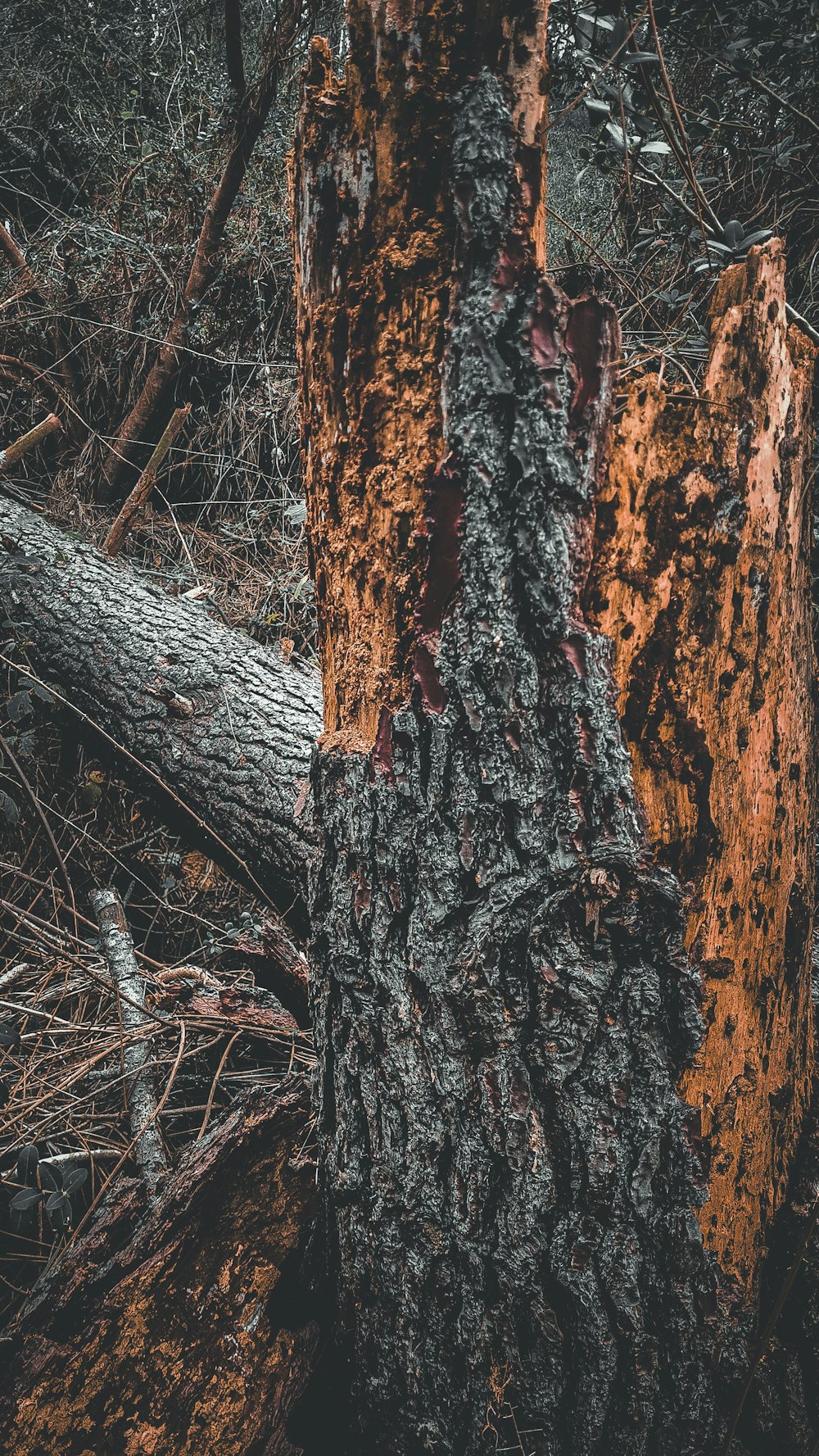 un arbre qui a été coupé dans les bois