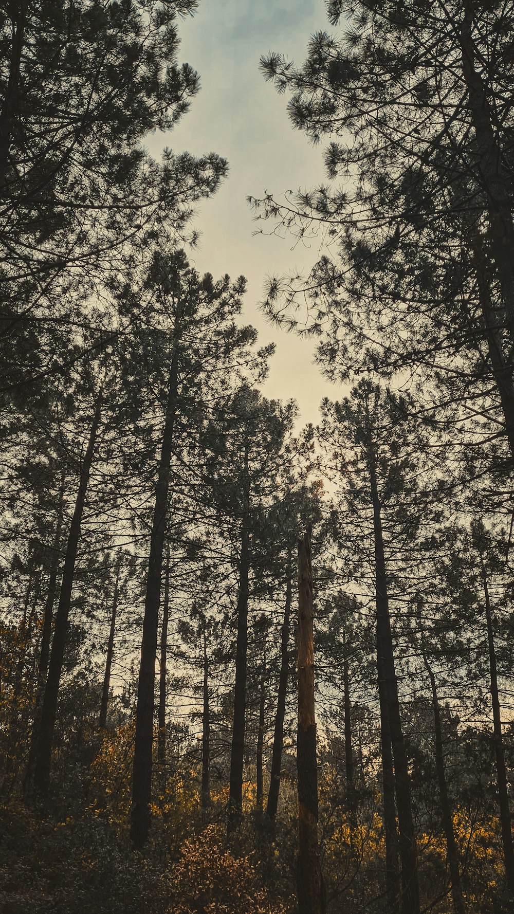 une forêt remplie de grands pins