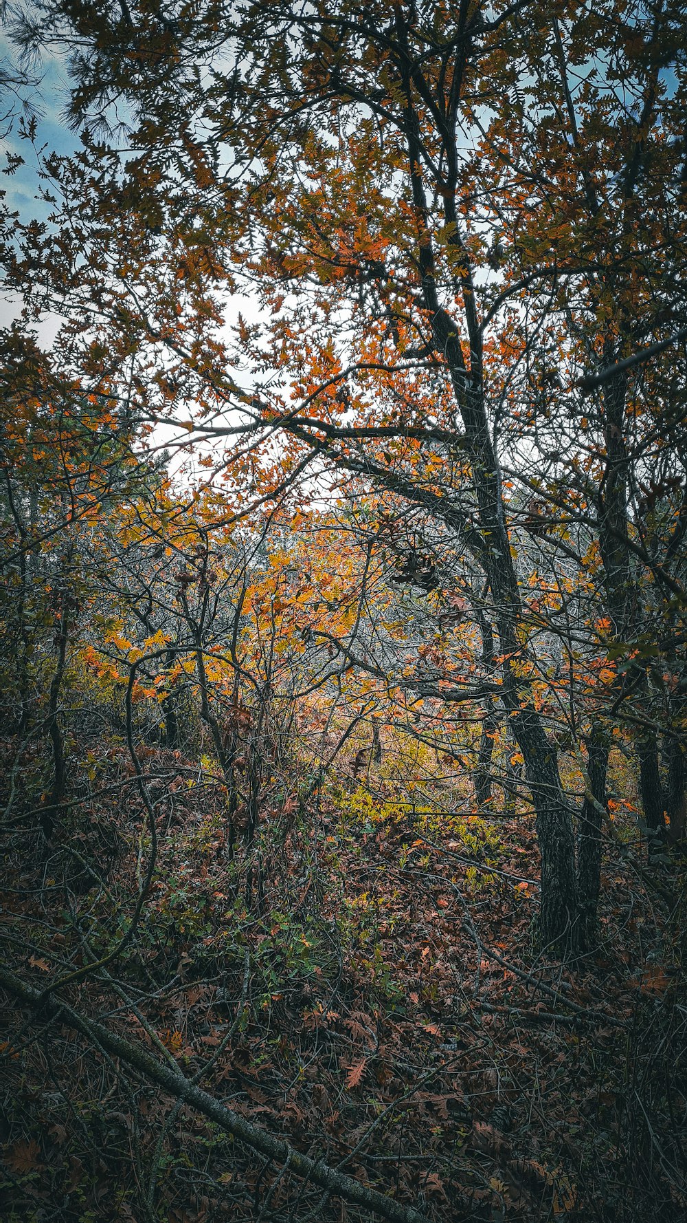 a forest filled with lots of trees covered in leaves