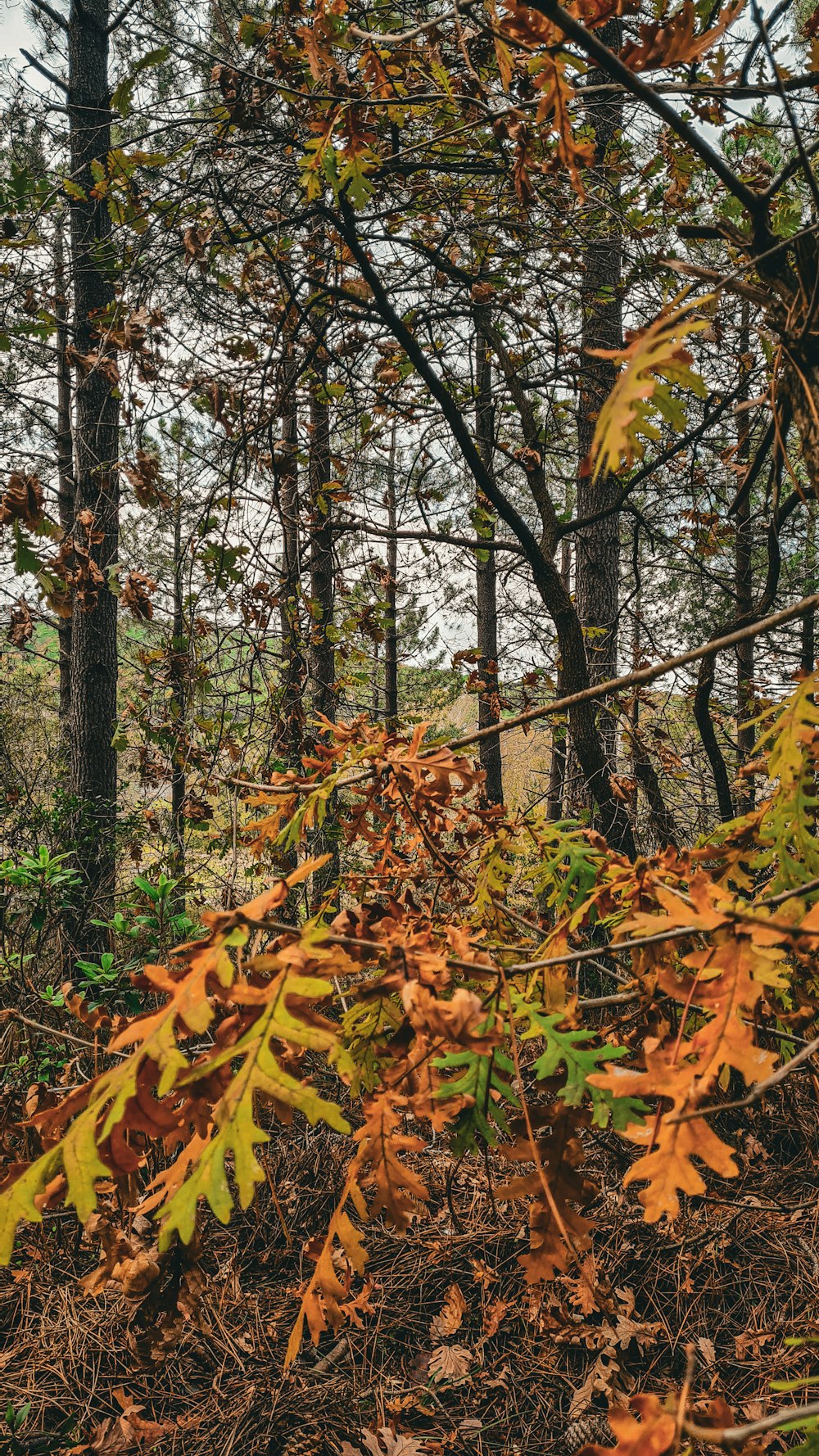 a forest filled with lots of trees covered in leaves