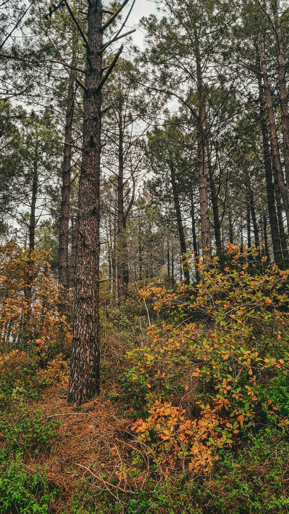 Une forêt remplie de grands arbres