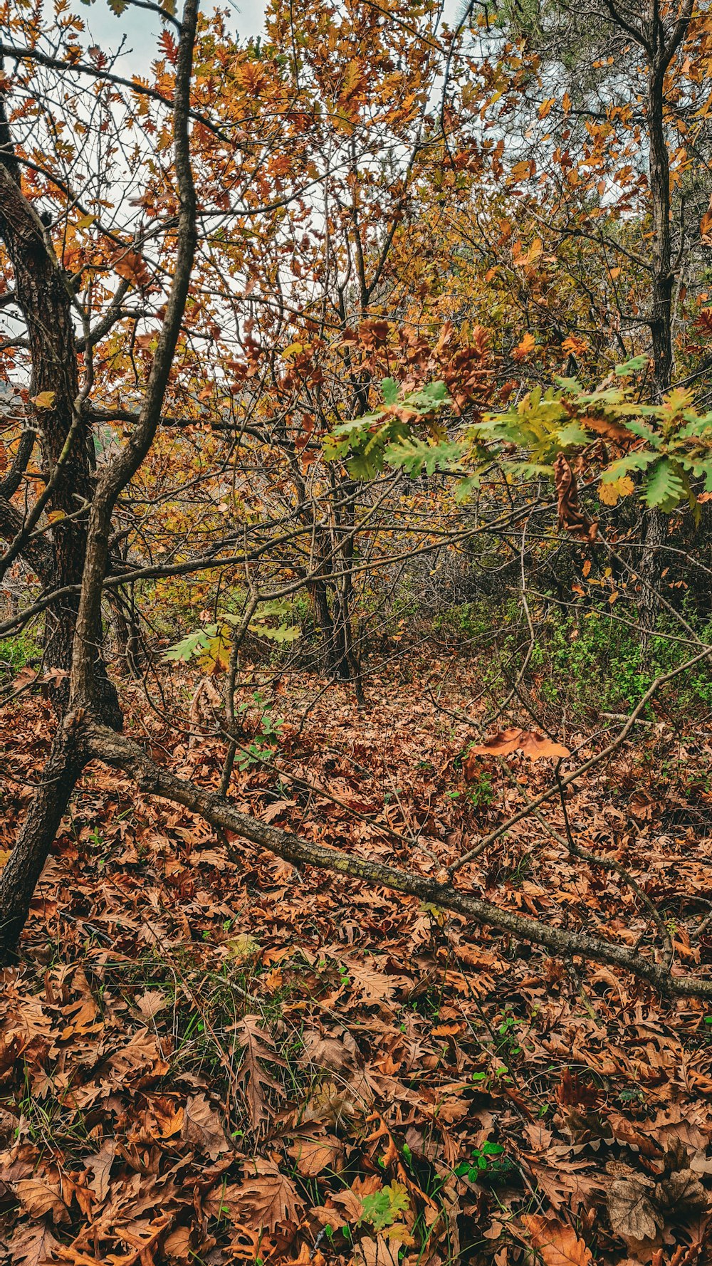 a forest filled with lots of leaf covered ground