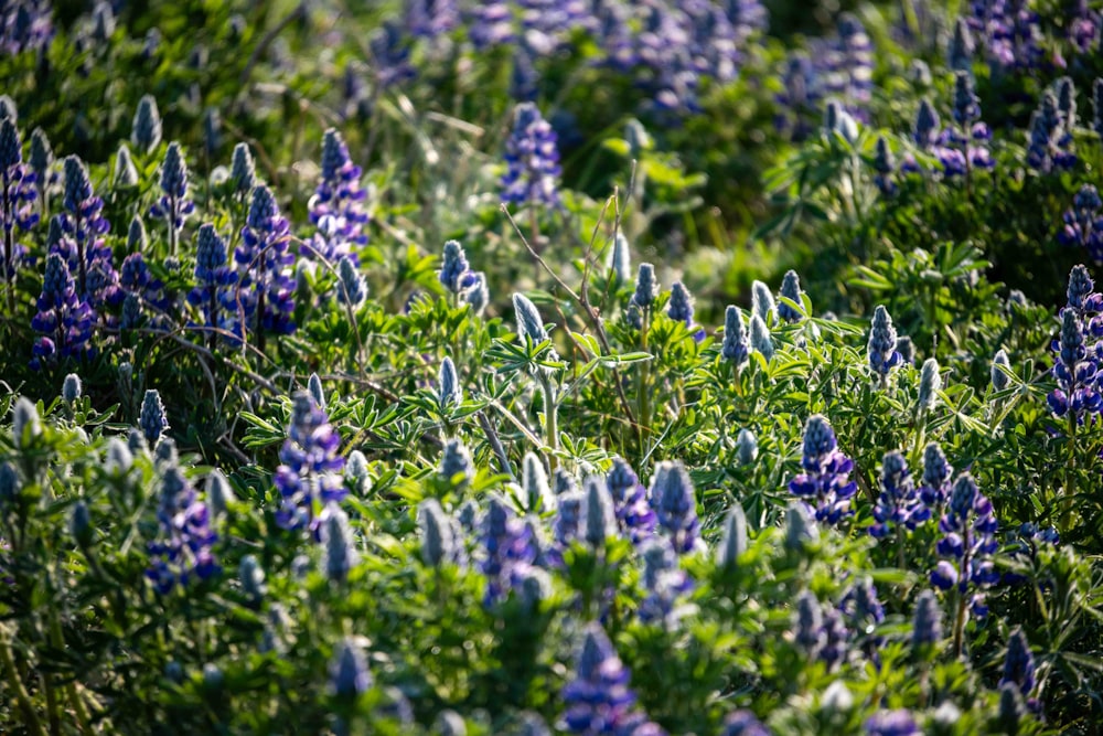 a field full of purple and green flowers