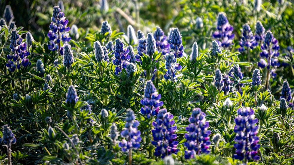 a bunch of blue flowers that are in the grass